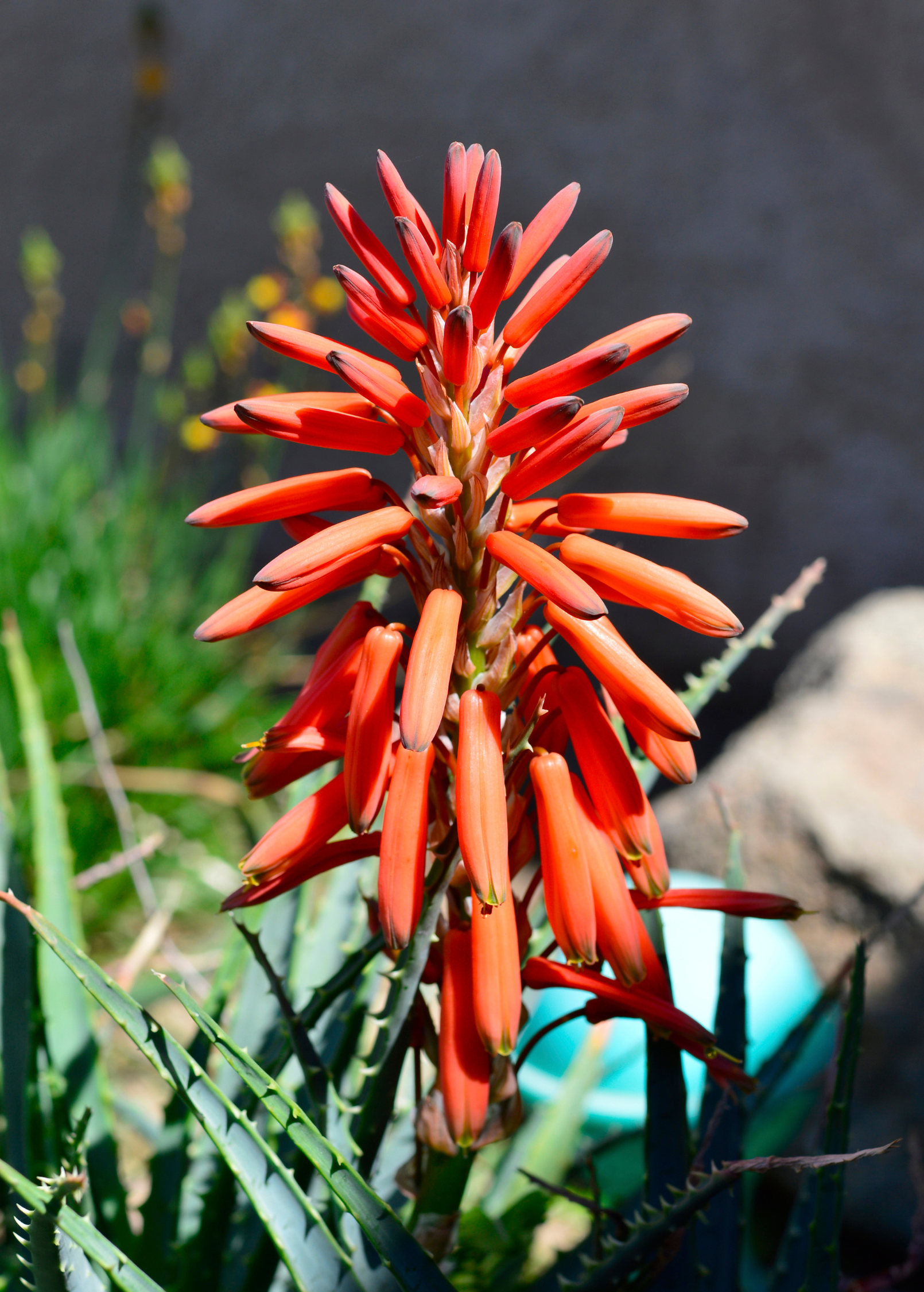 Aloe (Aloe vera) - Tampa Home & Garden Store