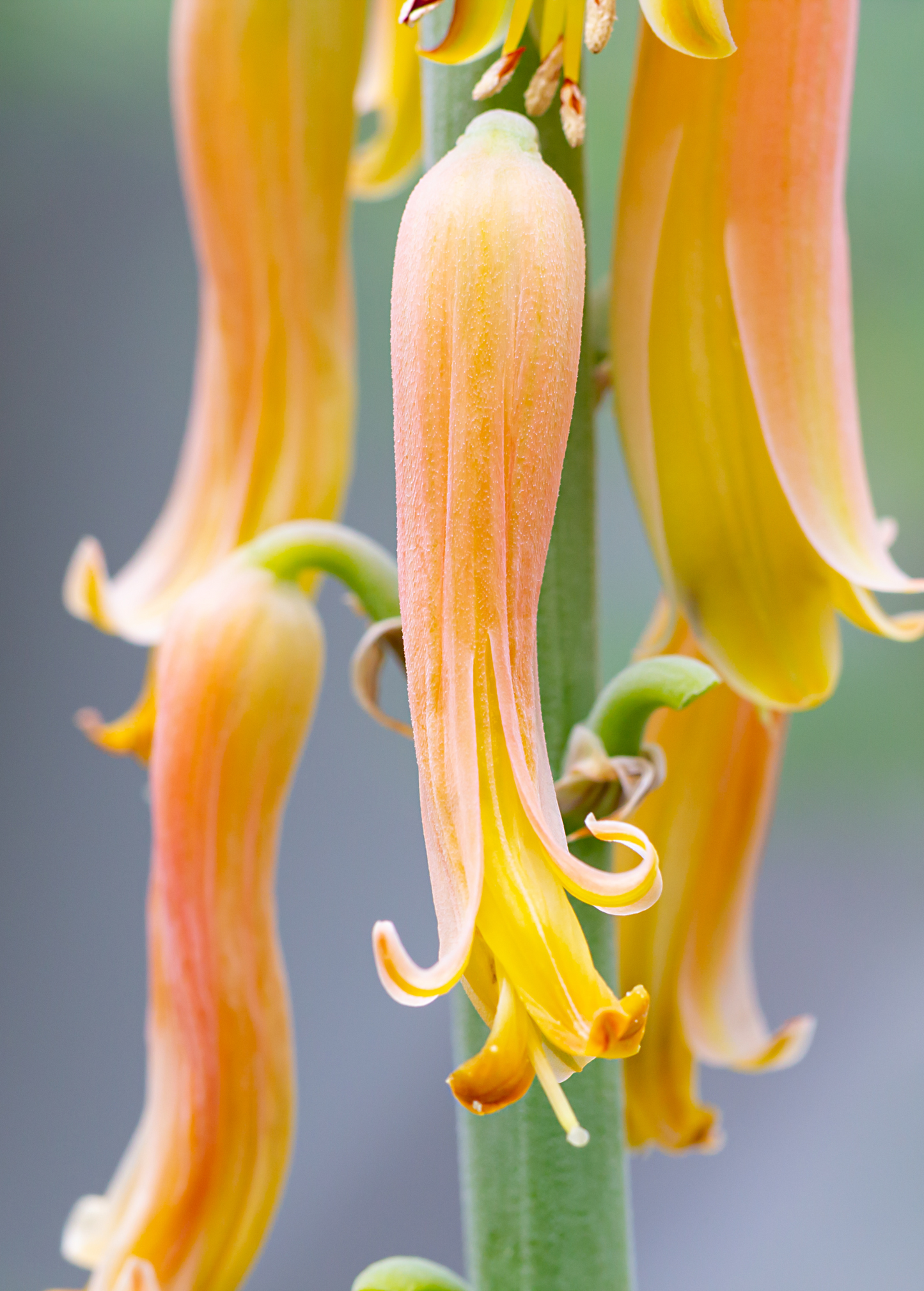Aloe (Aloe vera) - Tampa Home & Garden Store