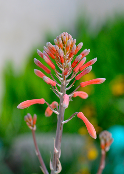 Aloe (Aloe vera) - Tampa Home & Garden Store