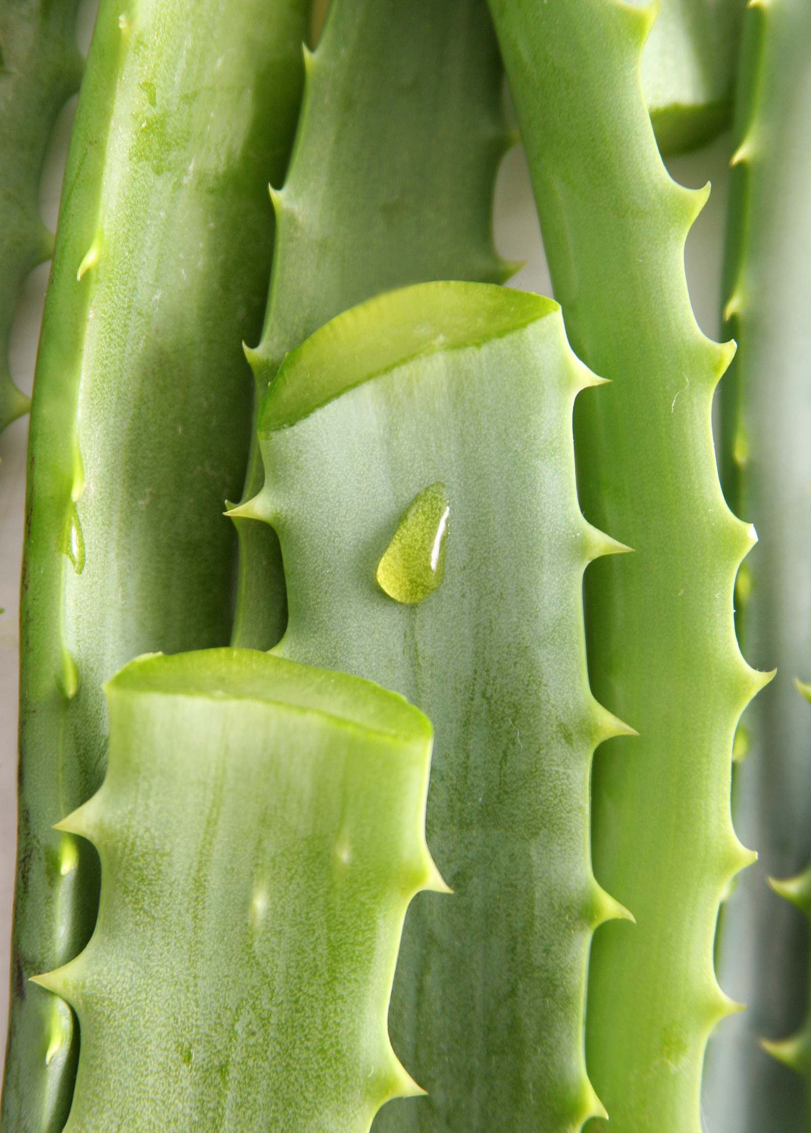 Aloe (Aloe vera) - Tampa Home & Garden Store