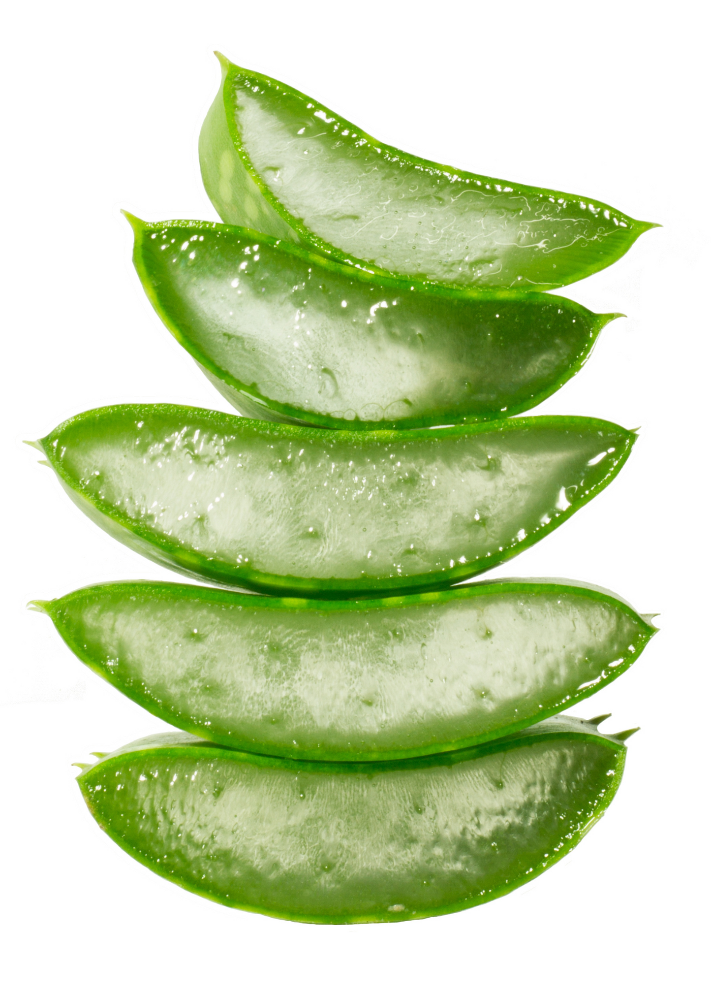 Aloe (Aloe vera) - Tampa Home & Garden Store