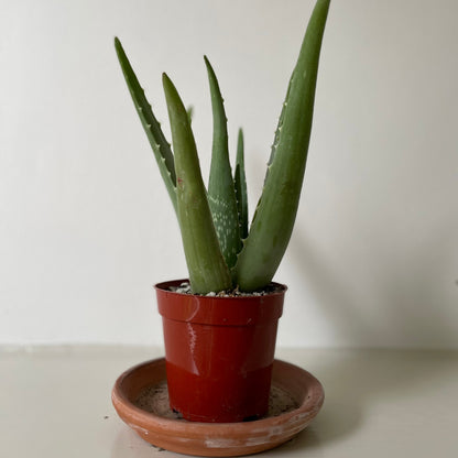 Aloe Vera - Tampa Home & Garden Store