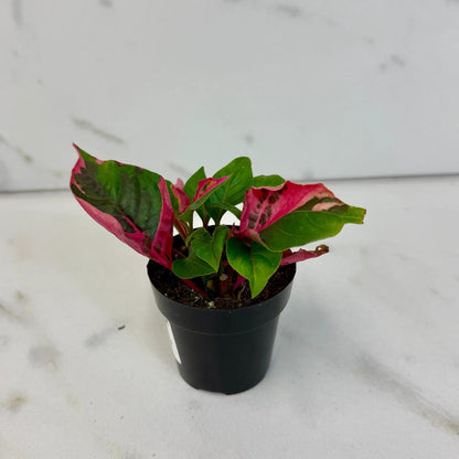Alternanthera Party Time, 2" Plant - Tampa Home & Garden Store