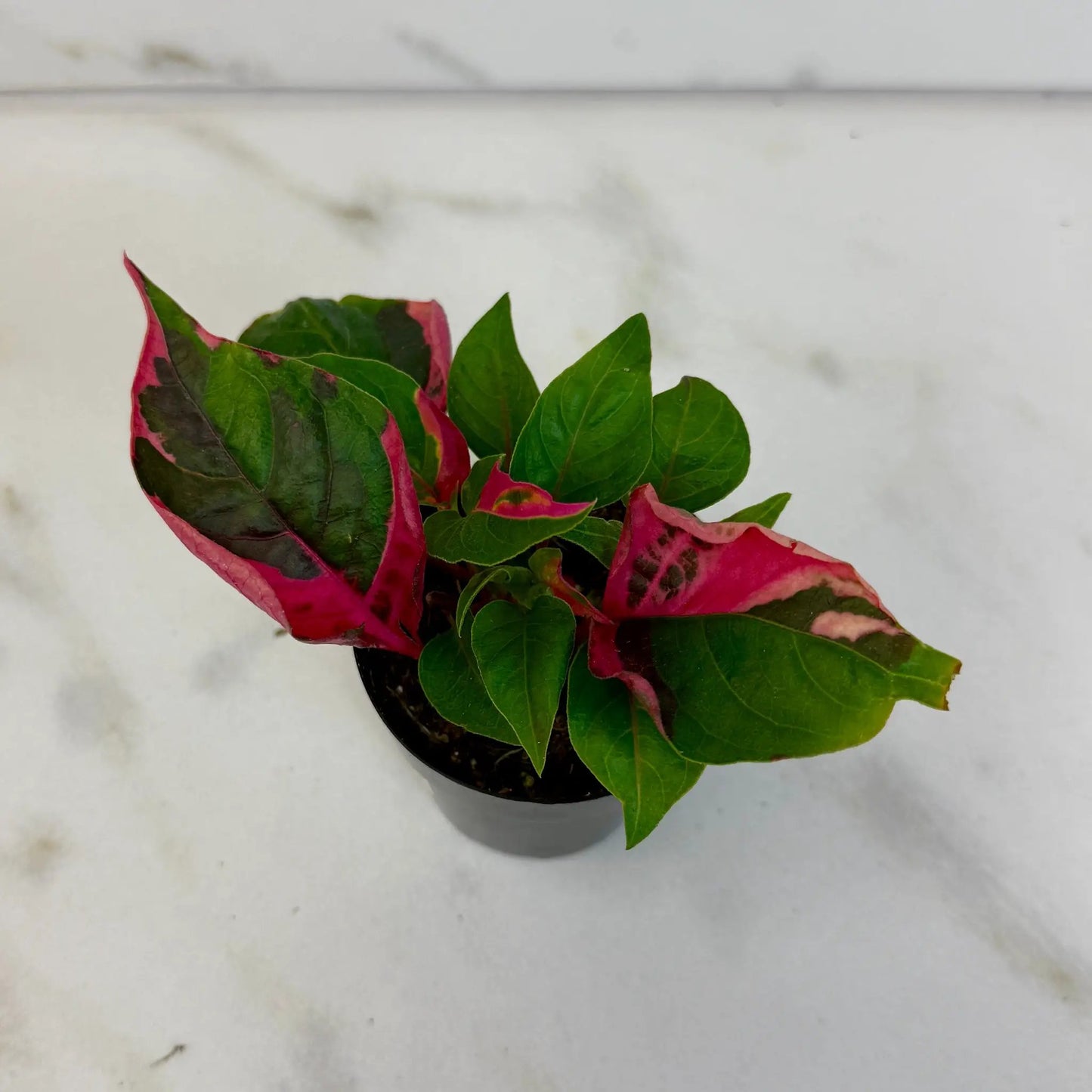 Alternanthera Party Time, 2" Plant - Tampa Home & Garden Store