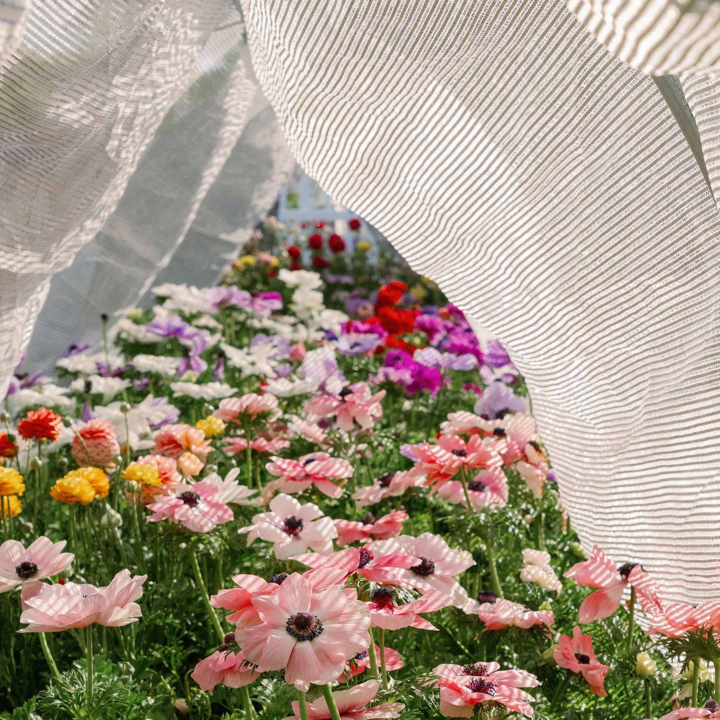 50% White Shade Cloth | Greenhouse Aluminum White