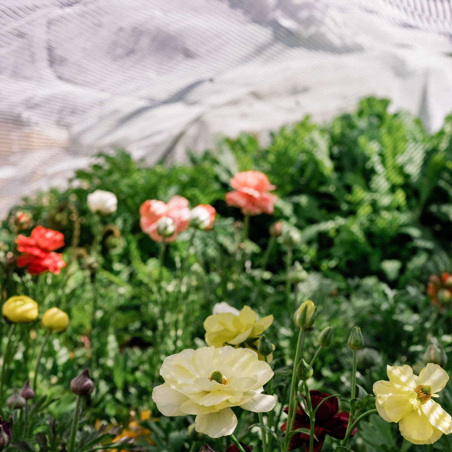 50% White Shade Cloth | Greenhouse Aluminum White