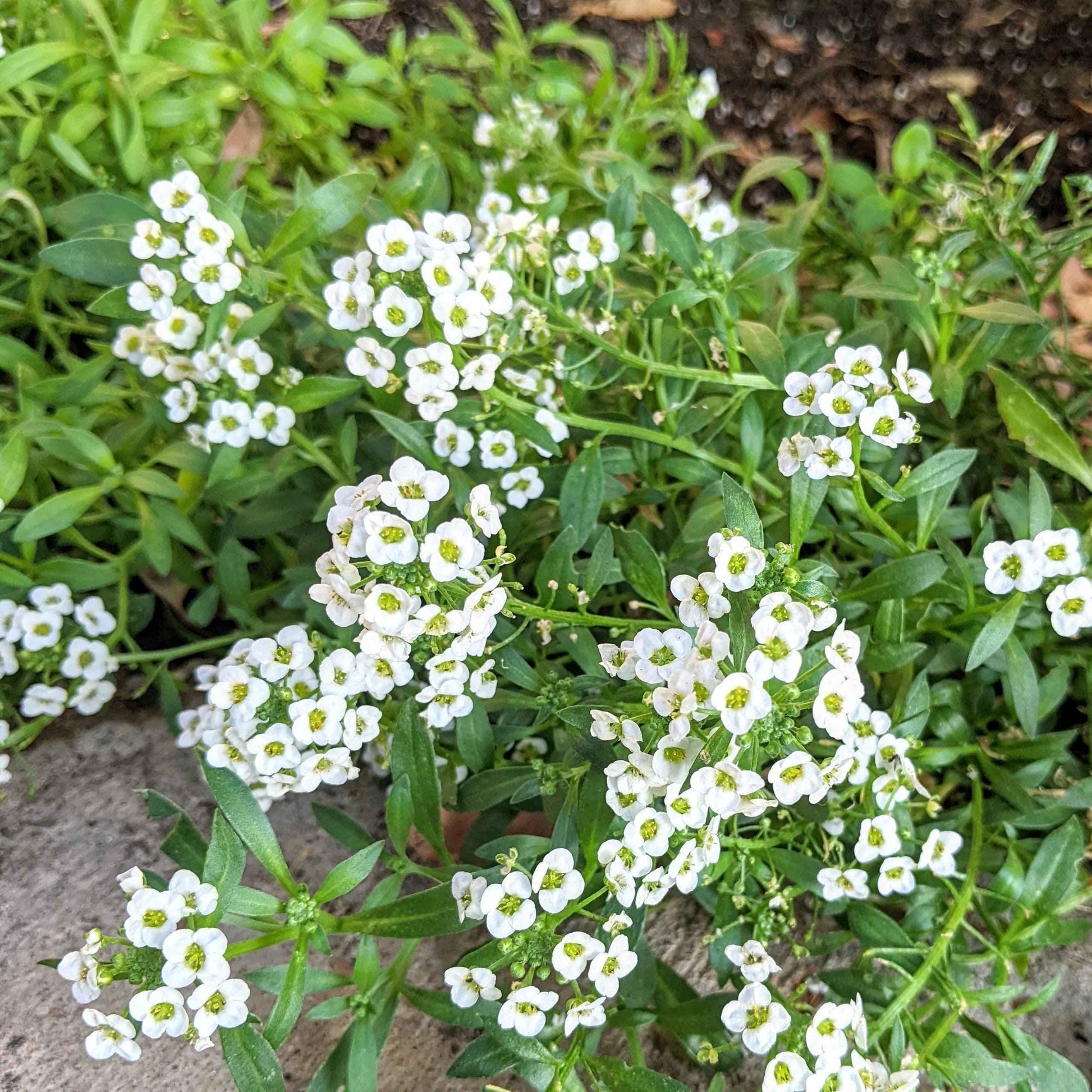 Alyssum Seeds - Tampa Home & Garden Store