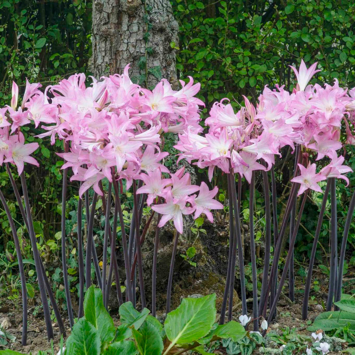 Amaryllis Belladonna plant with pink trumpet blooms on tall burgundy stems on Tampa Home & Garden Store