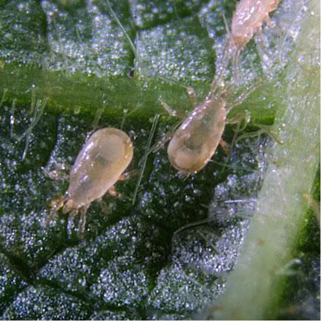 GrowersHouse Amblyseius Cucumeris for Thrips
