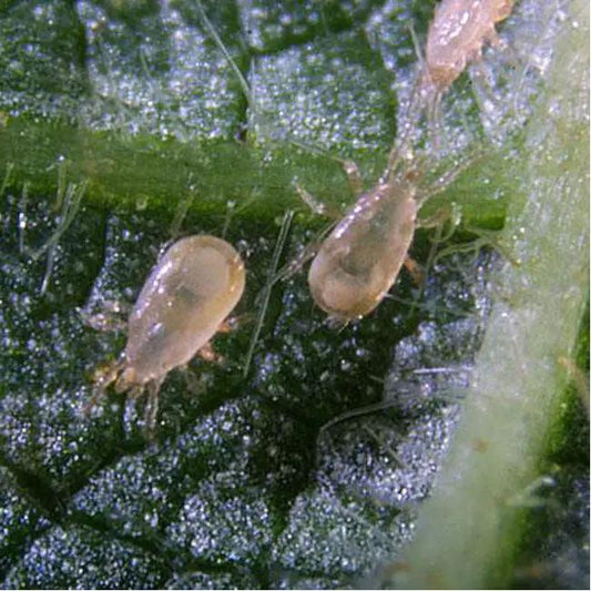 GrowersHouse Amblyseius Cucumeris for Thrips