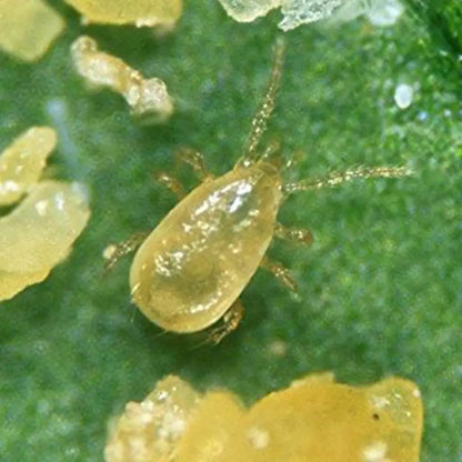 GrowersHouse Amblyseius Cucumeris for Thrips