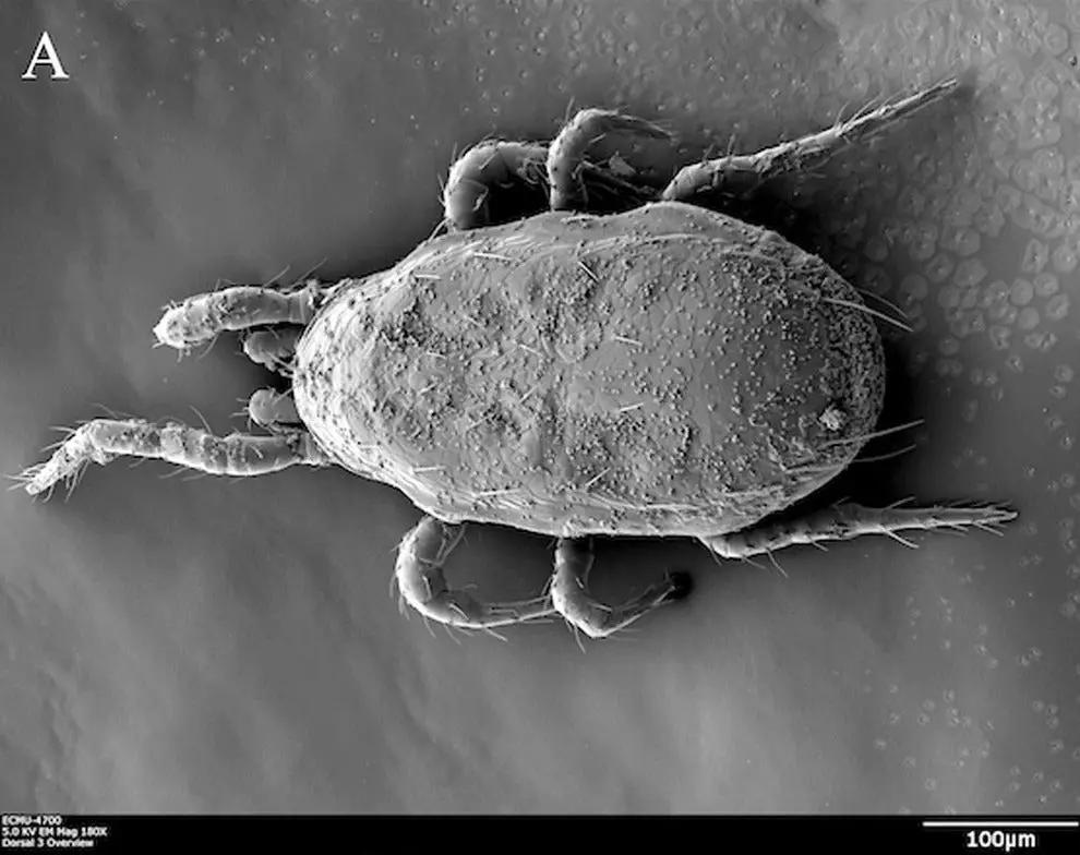 GrowersHouse Amblyseius Cucumeris for Thrips