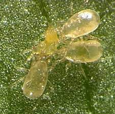 GrowersHouse Amblyseius Cucumeris for Thrips
