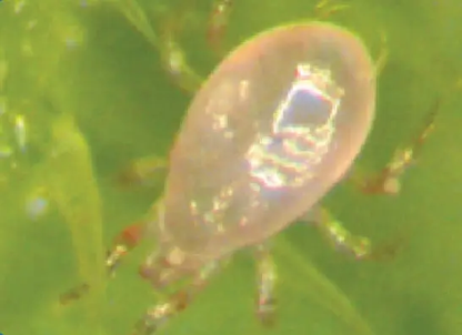 Amblyseius Swirskii for Whiteflies and Thrips