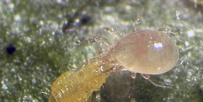 Amblyseius Swirskii for Whiteflies and Thrips