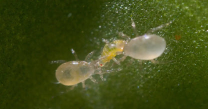 Amblyseius Swirskii for Whiteflies and Thrips