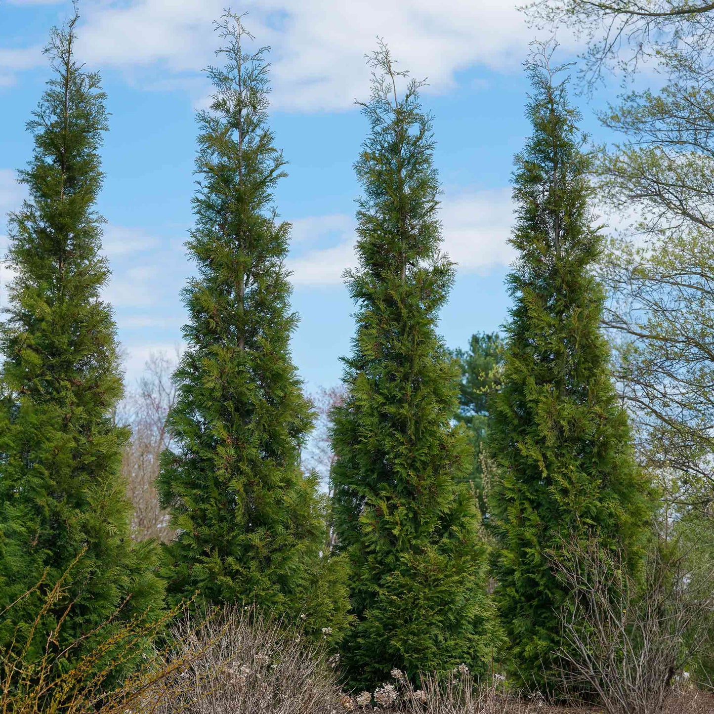 American Pillar Thuja plant: tall narrow evergreen trees with green needles Live Good Logistics on Tampa Home & Garden Store