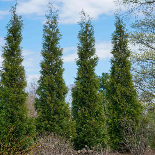 American Pillar Thuja plant: tall narrow evergreen trees with green needles Live Good Logistics on Tampa Home & Garden Store