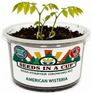 American Wisteria Grow Kit - Tampa Home & Garden Store