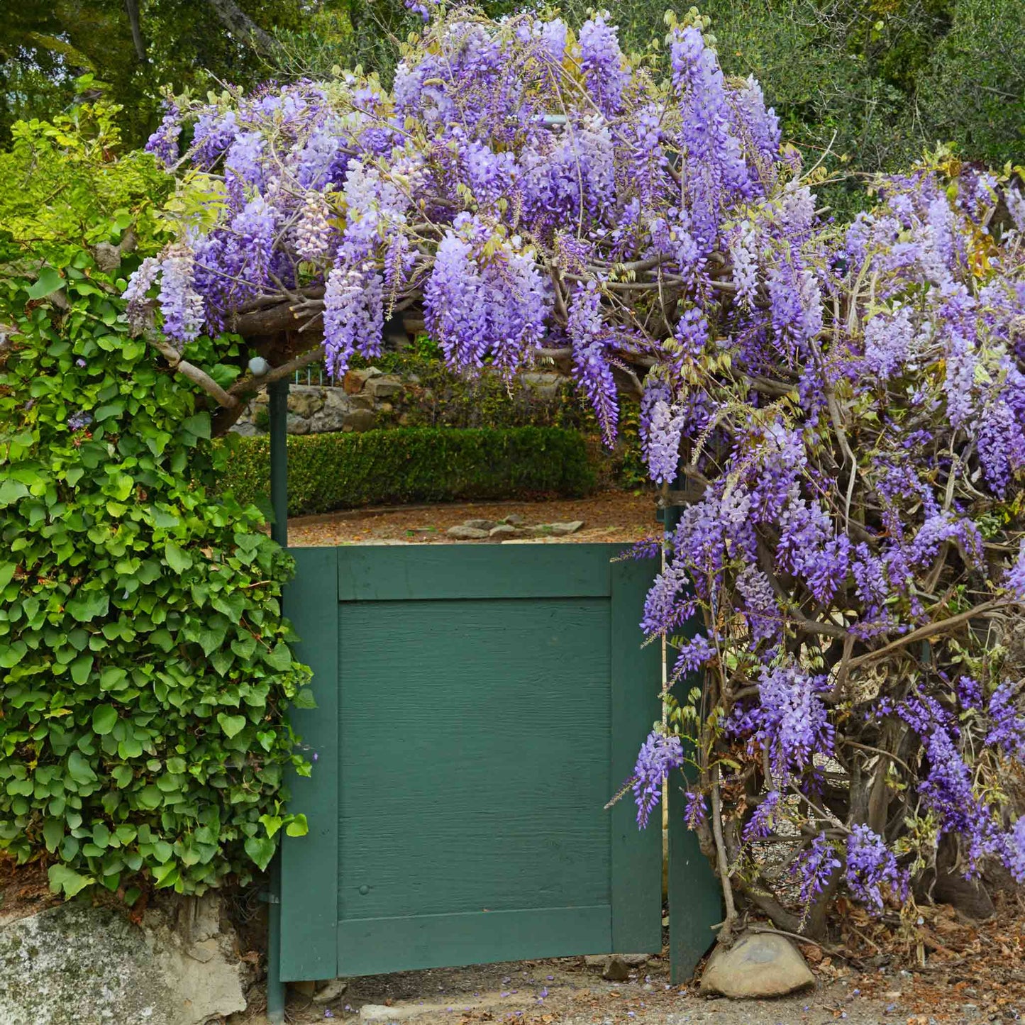 Amethyst Falls Wisteria plant with cascading purple blossoms over a green wooden fence on Tampa Home & Garden Store