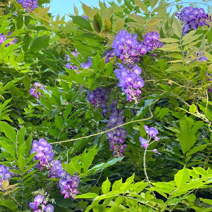 Amethyst Falls Wisteria plant with purple blossoms and vibrant green foliage on Tampa Home & Garden Store