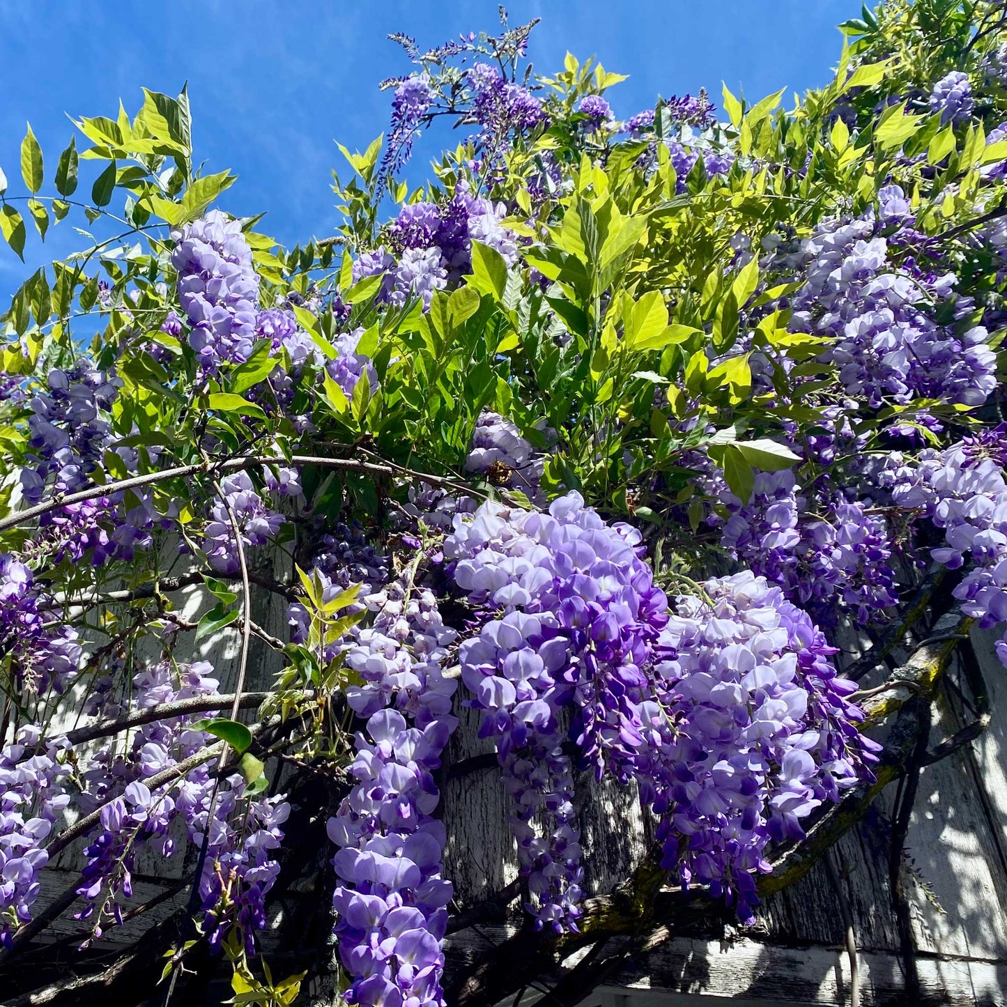 Amethyst Falls Wisteria plant with purple blossoms and vibrant green leaves by Live Good Logistics on Tampa Home & Garden Store