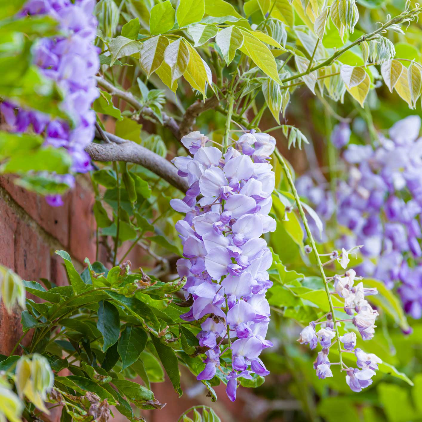 Amethyst Falls Wisteria plant with cascading lavender blooms and green leaves along a brick wall on Tampa Home & Garden Store