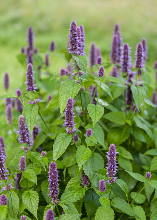 Anise Hyssop (Agastache foeniculum) - Tampa Home & Garden Store