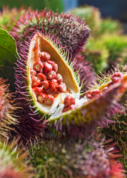 Annatto Achiote (Bixa orellana) - Tampa Home & Garden Store