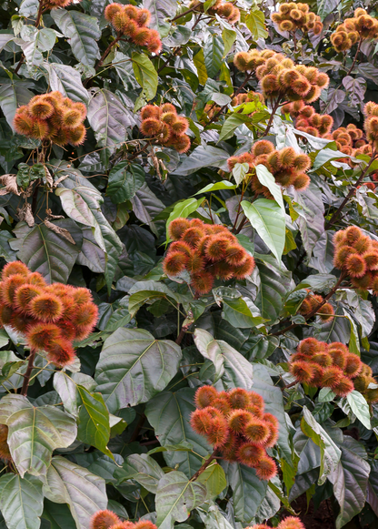 Annatto Achiote (Bixa orellana) - Tampa Home & Garden Store