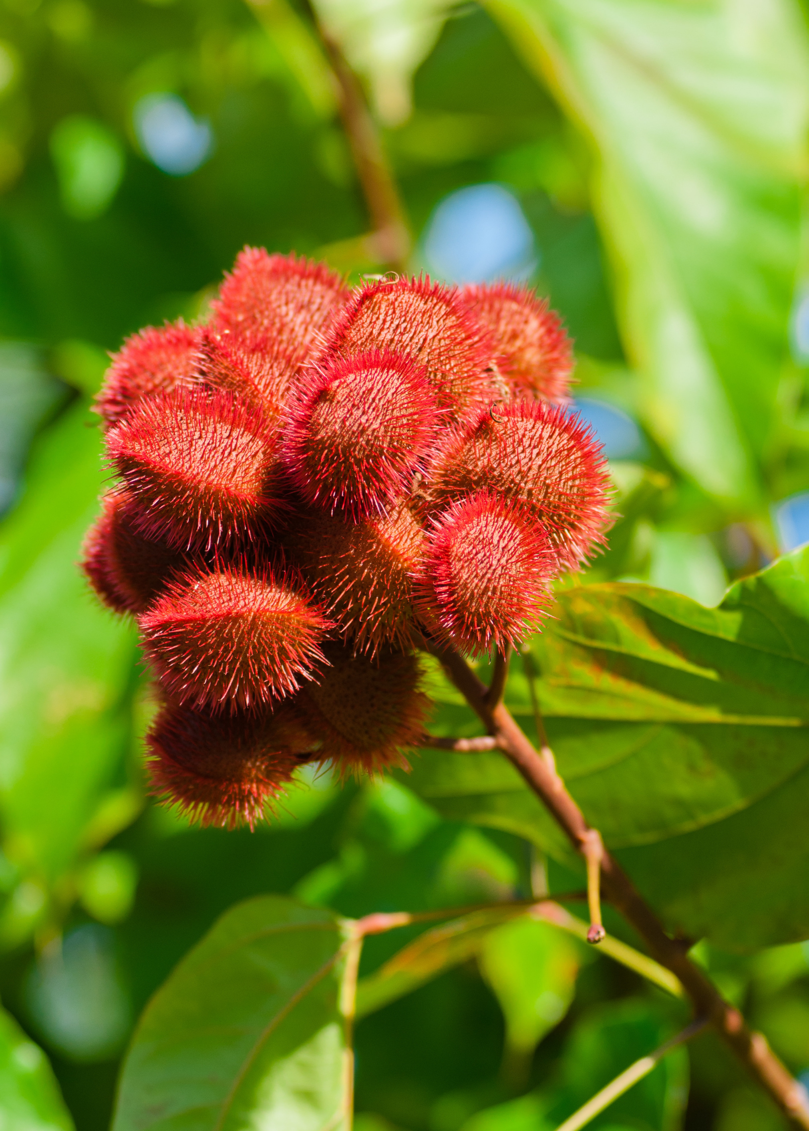 Annatto Achiote (Bixa orellana) - Tampa Home & Garden Store
