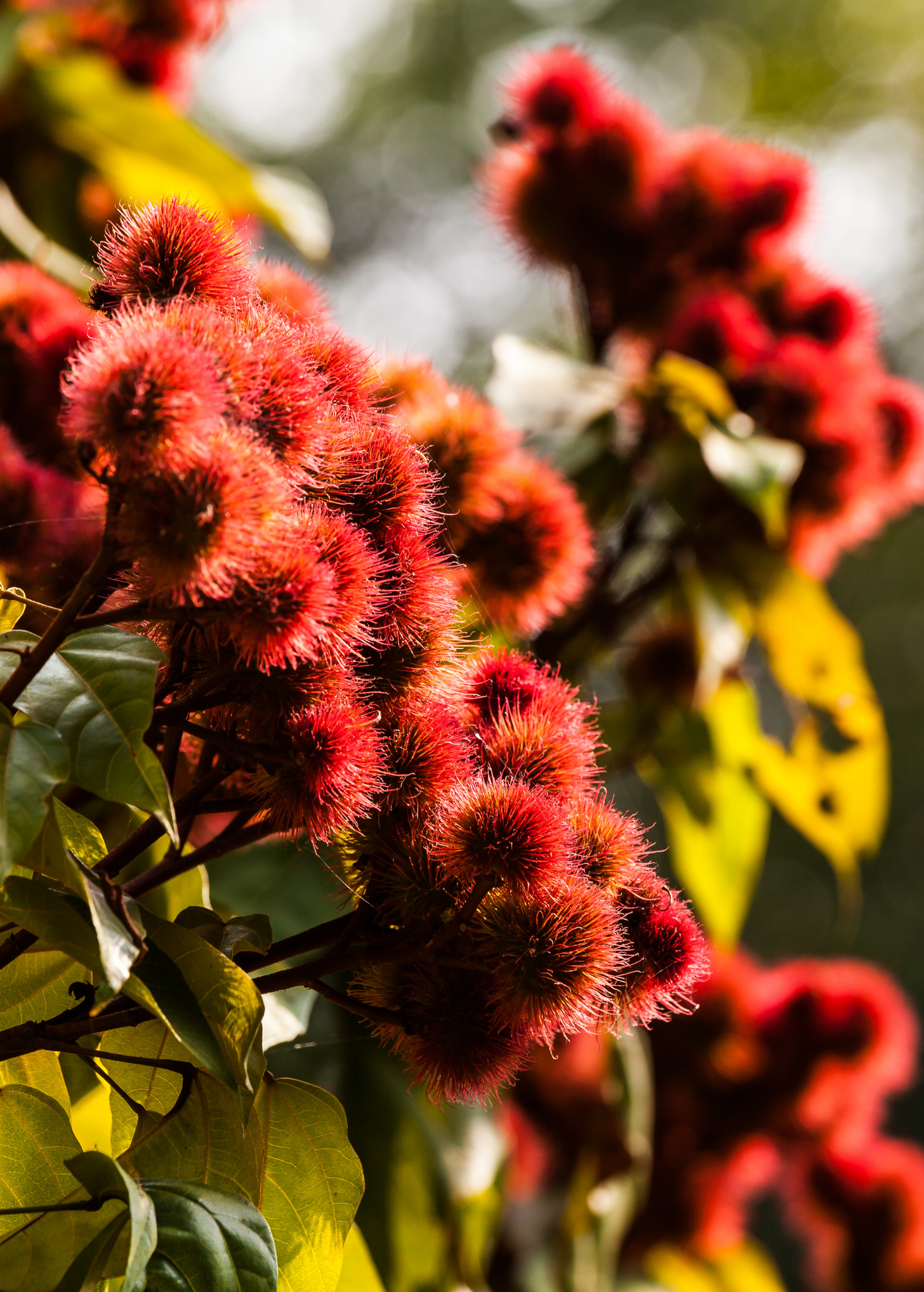 Annatto Achiote (Bixa orellana) - Tampa Home & Garden Store