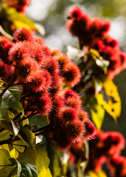 Annatto Achiote (Bixa orellana) - Tampa Home & Garden Store