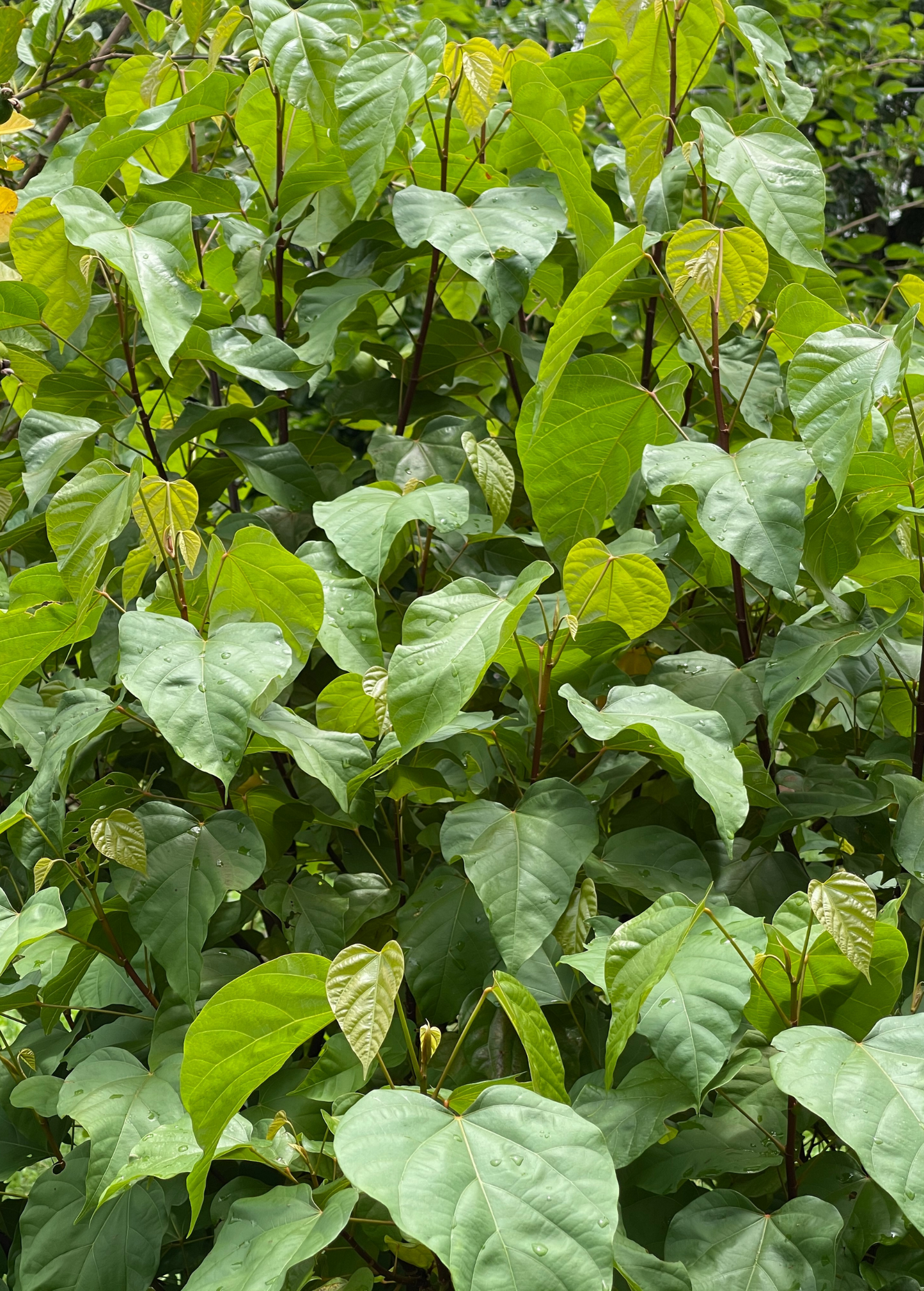 Annatto Achiote (Bixa orellana) - Tampa Home & Garden Store