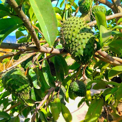 Annona Muricata - 10 Seeds - Soursop, Graviola, Guyabano, Sirsak, Non-Gmo Fruit Seeds, Tasty Tropical - Tampa Home & Garden Store
