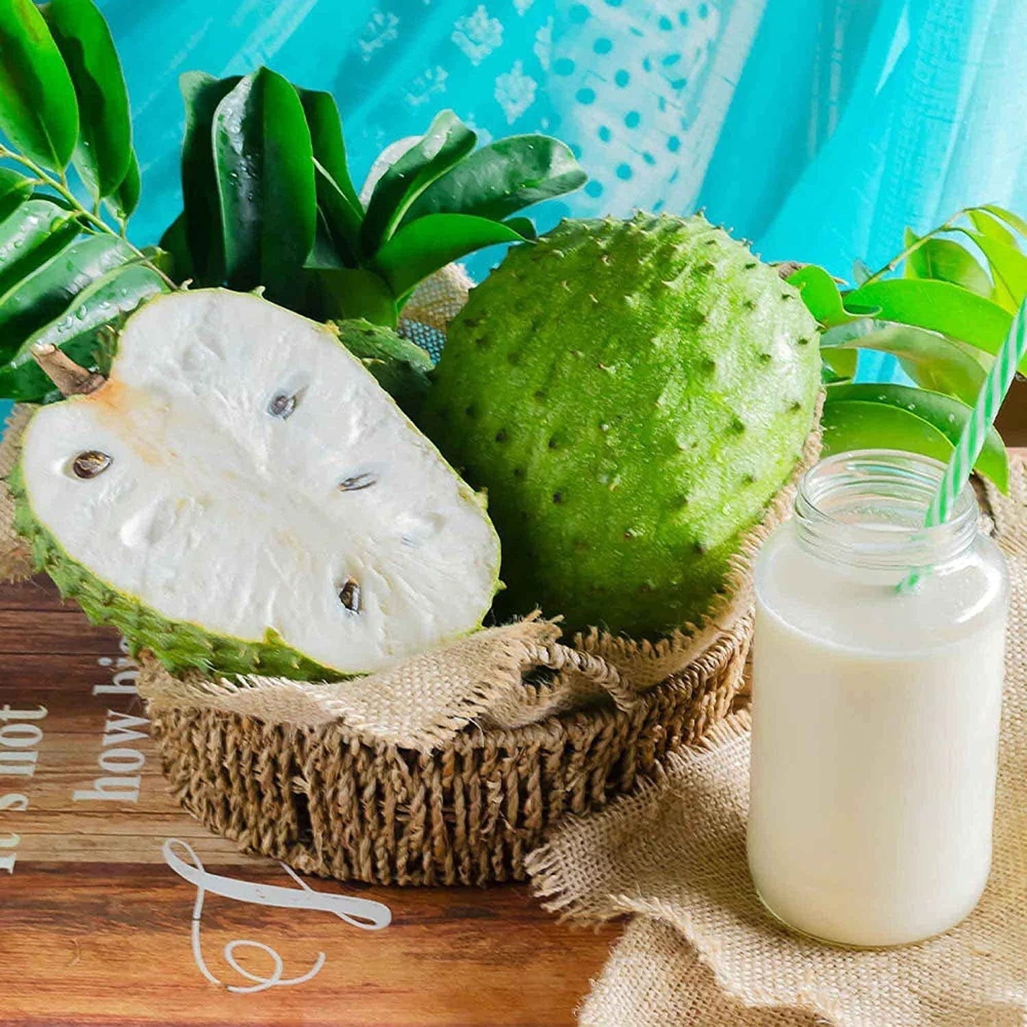 Annona Muricata - 10 Seeds - Soursop, Graviola, Guyabano, Sirsak, Non-Gmo Fruit Seeds, Tasty Tropical - Tampa Home & Garden Store