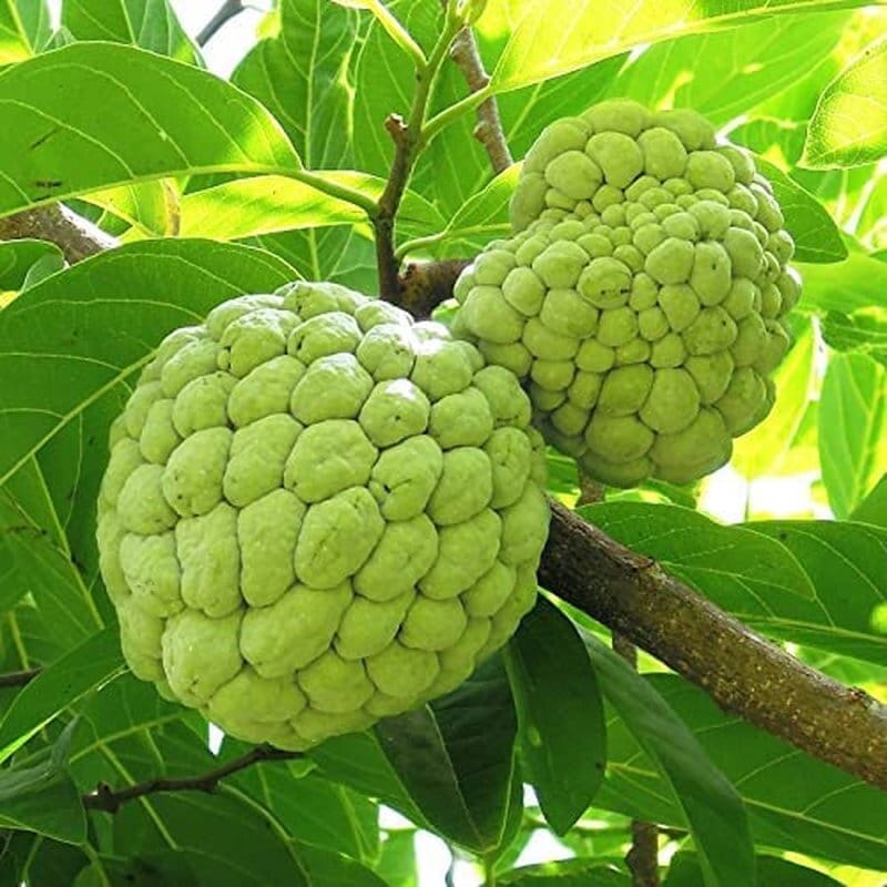 Annona Squamosa Tropical Fruit Tree - 25 Seeds - Sugar Apple, Sweetsop - Tampa Home & Garden Store