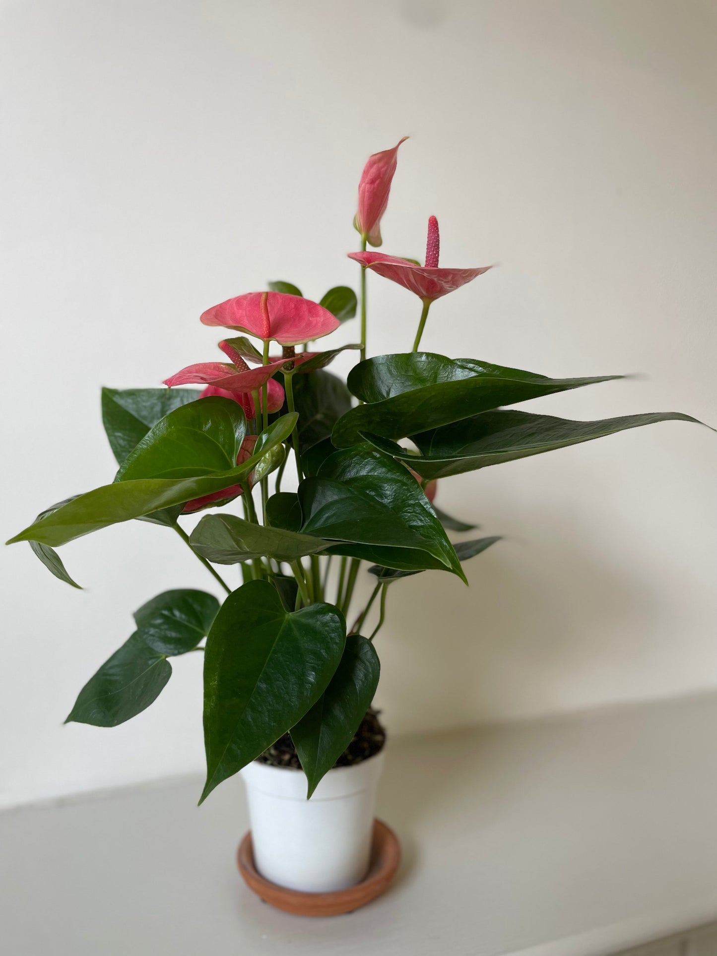 Anthurium 'Pink' - Tampa Home & Garden Store