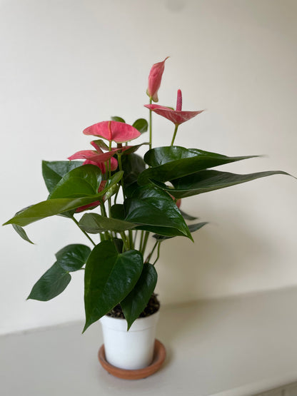Anthurium 'Pink' - Tampa Home & Garden Store
