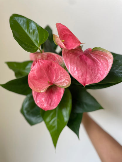 Anthurium 'Pink' - Tampa Home & Garden Store
