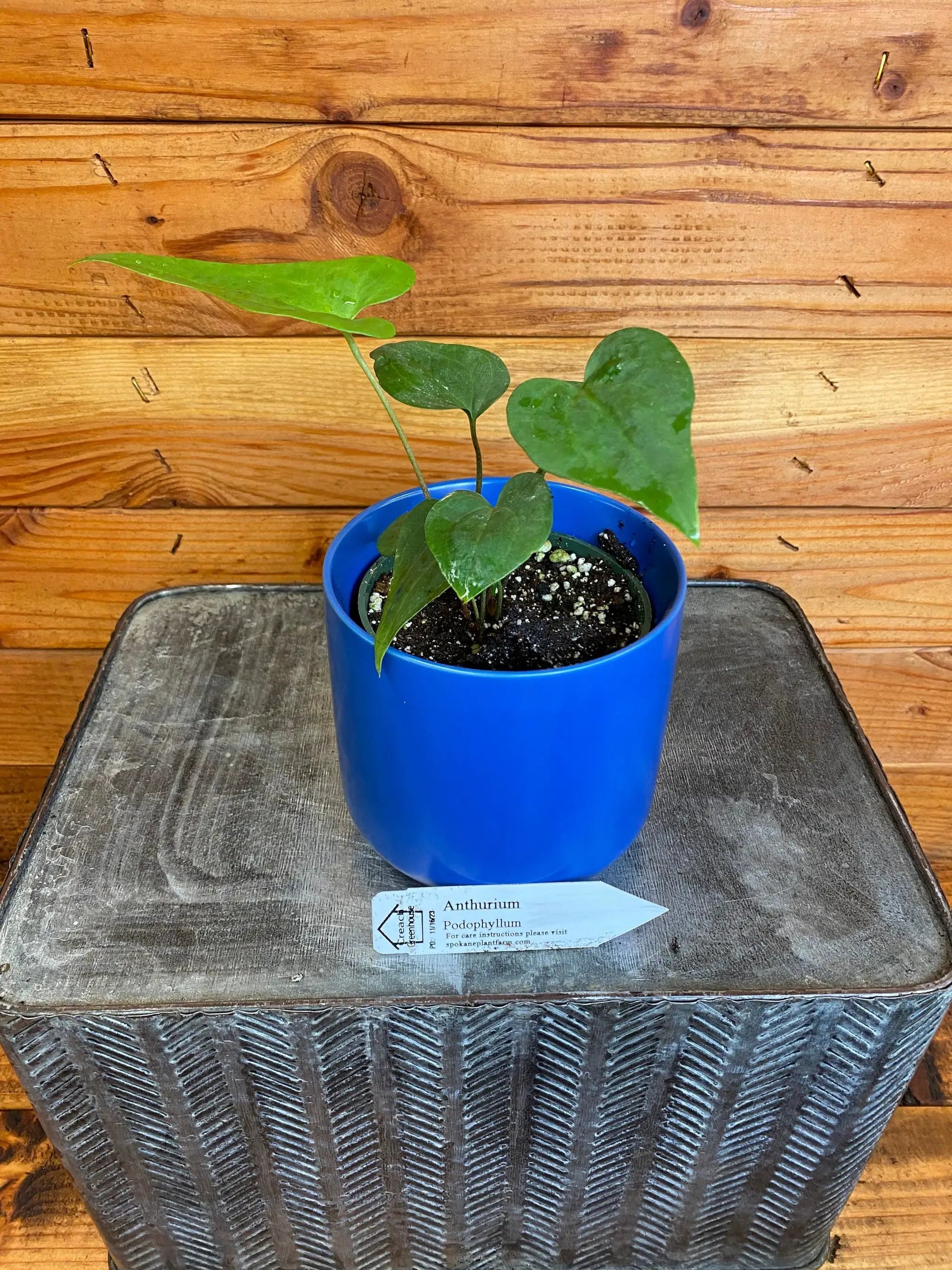 Anthurium Podophyllum, 4" Plant - Tampa Home & Garden Store