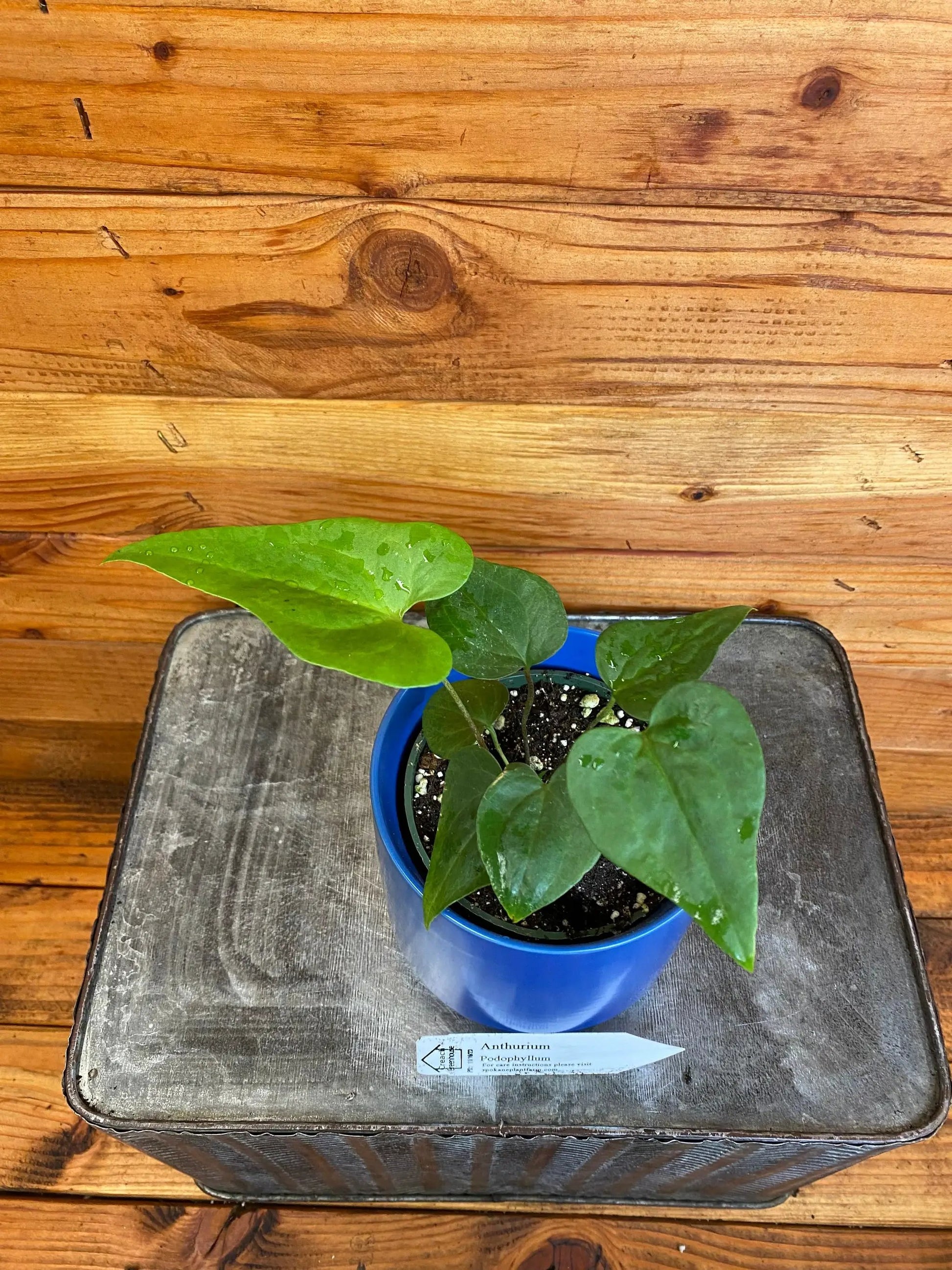 Anthurium Podophyllum, 4" Plant - Tampa Home & Garden Store