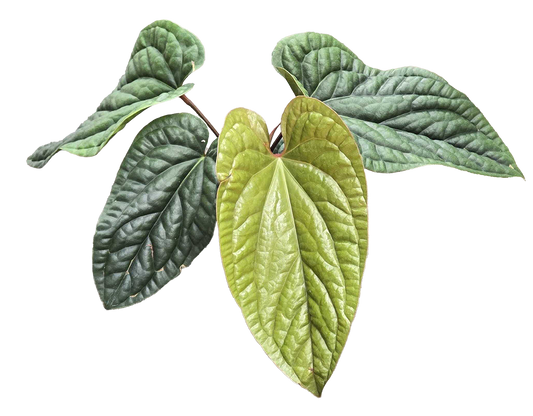 Anthurium Radicans x Luxurians  4 inch Grower Pot - Tampa Home & Garden Store