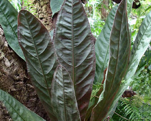 Anthurium Superbum. - Tampa Home & Garden Store