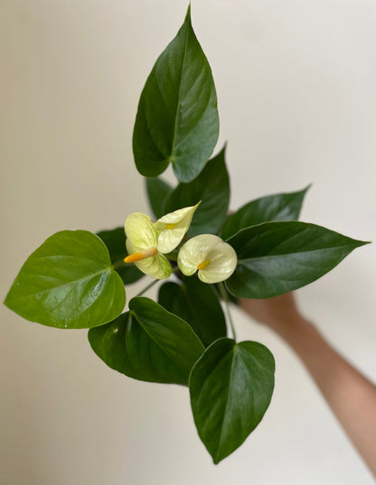 Anthurium 'White' - Tampa Home & Garden Store