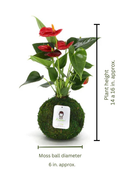 Anthurium | Moss Ball Kokedamas