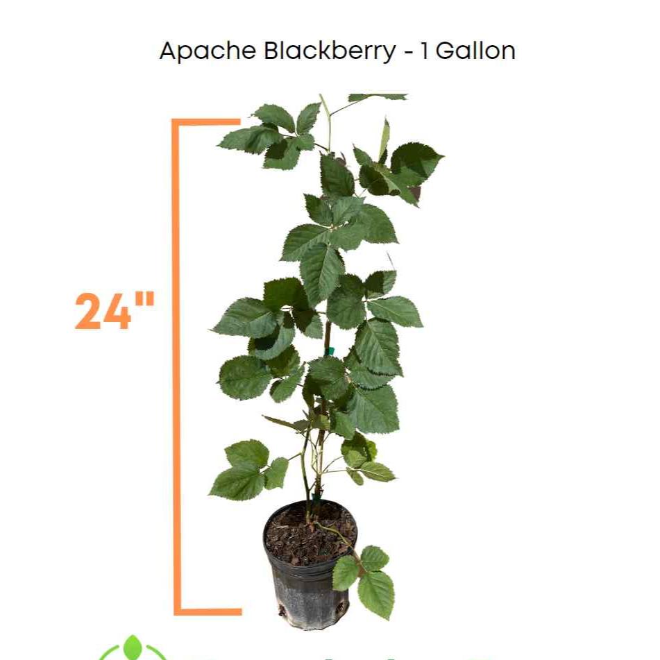 Mûre Apache, Roulement d'été, Sans épines, Plante 