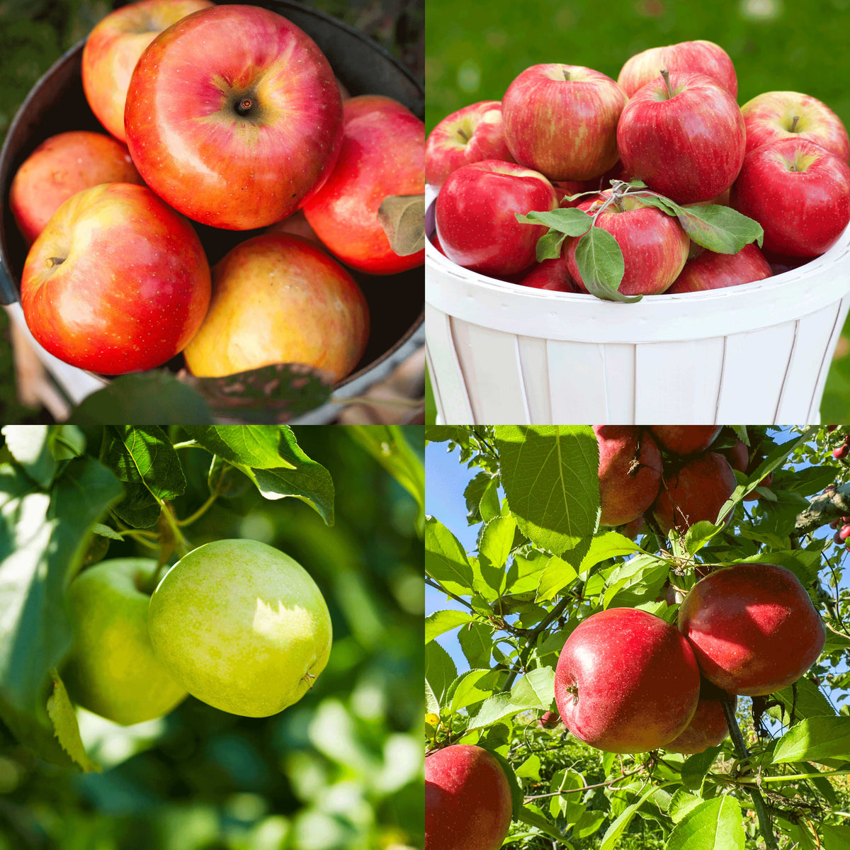 Apple Orchard plant with red apples in baskets and on branches, Live Good Logistics on Tampa Home & Garden Store