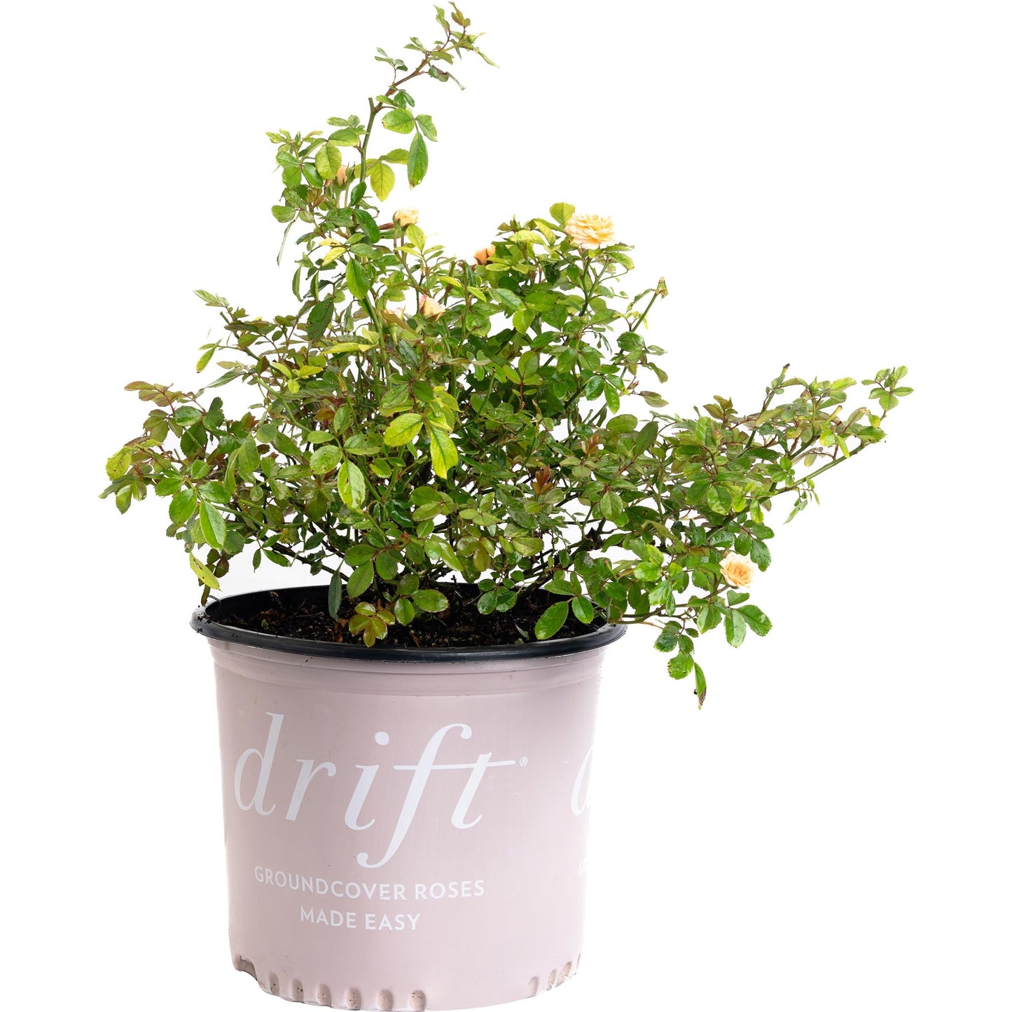 Apricot Drift Rose plant in a pink pot with dense green foliage and peach blossoms on Tampa Home & Garden Store