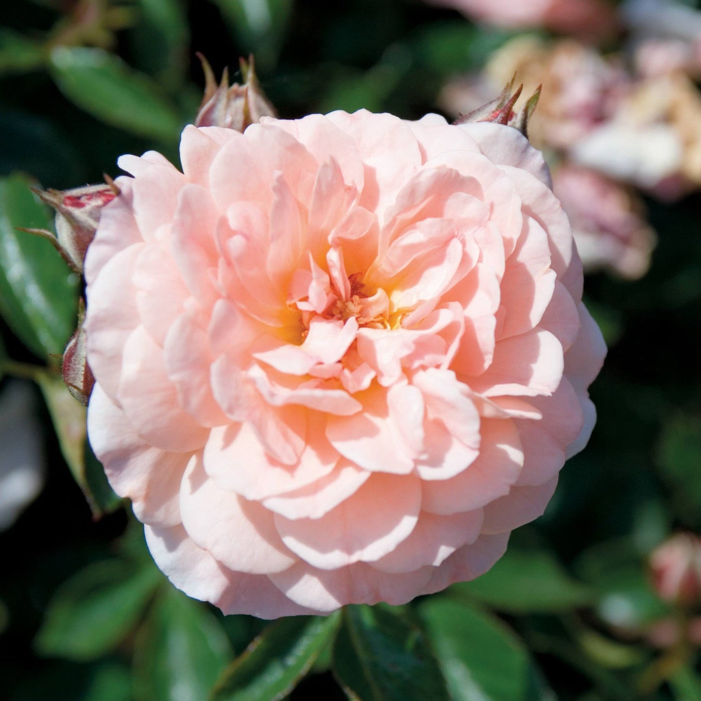 Apricot Drift® Rose plant with soft peach blossoms by Live Good Logistics on Tampa Home & Garden Store